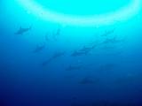 Isla del Coco - 15